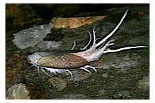 FLOW planthopper fulgoroidea fulgoromorpha insect